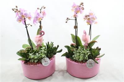 <h4>Ph04 Pink Stella Phal</h4>