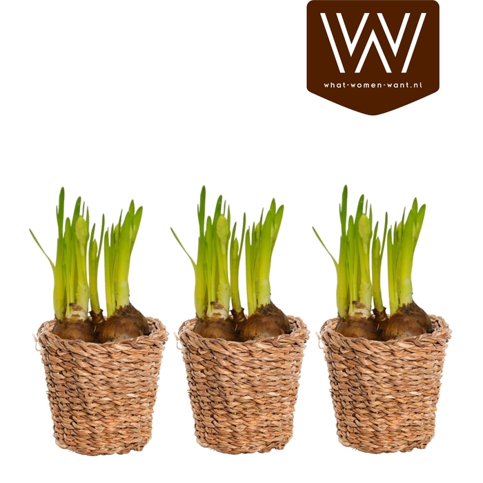 <h4>ARR NARCISSUS</h4>