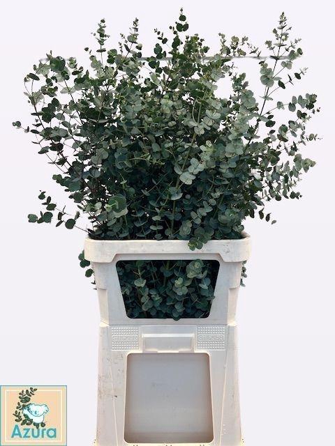 <h4>EUCA GU AZURA 100CM</h4>