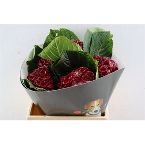 Hydr Wx 40cm Bordeaux