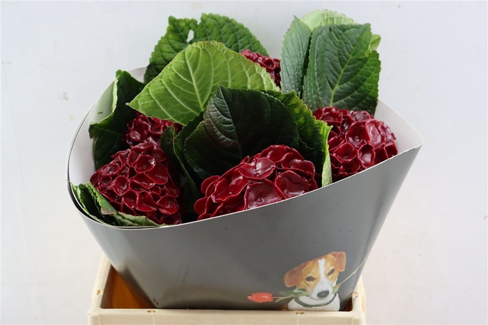 <h4>Hydr Wx 40cm Bordeaux</h4>