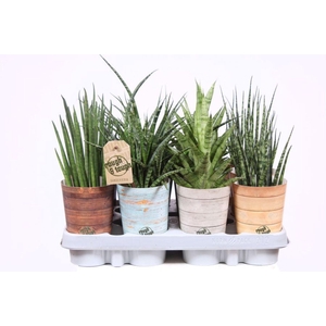 Sansevieria cylindrica
