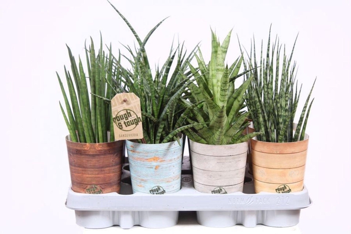 <h4>Sansevieria cylindrica</h4>