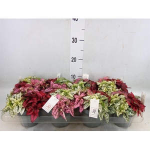 Hypoestes phyllo.   ...mix