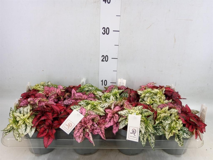 <h4>Hypoestes phyllo.   ...mix</h4>