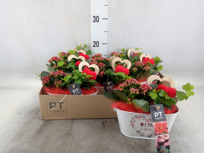 <h4>Arr.   Planten L%</h4>