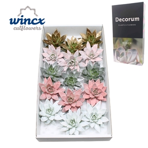 Echeveria Sparkling Paint Lovely Christmas Cutfl Wincx-10cm