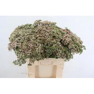 SEDUM MATRONA