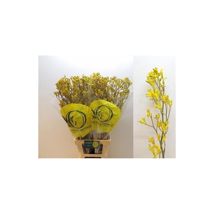 <h4>Anigoz Yellow Gem</h4>