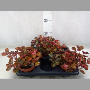 Peperomia