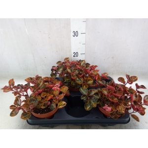 Peperomia