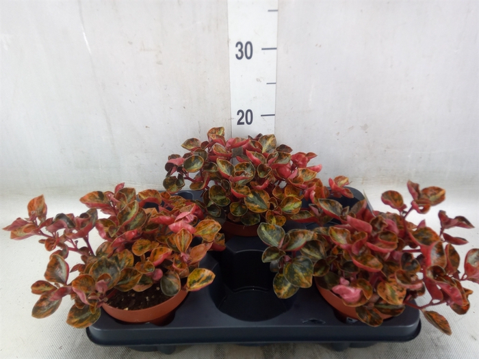 <h4>Peperomia</h4>