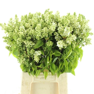 Syr Vulgaris White Per Bos