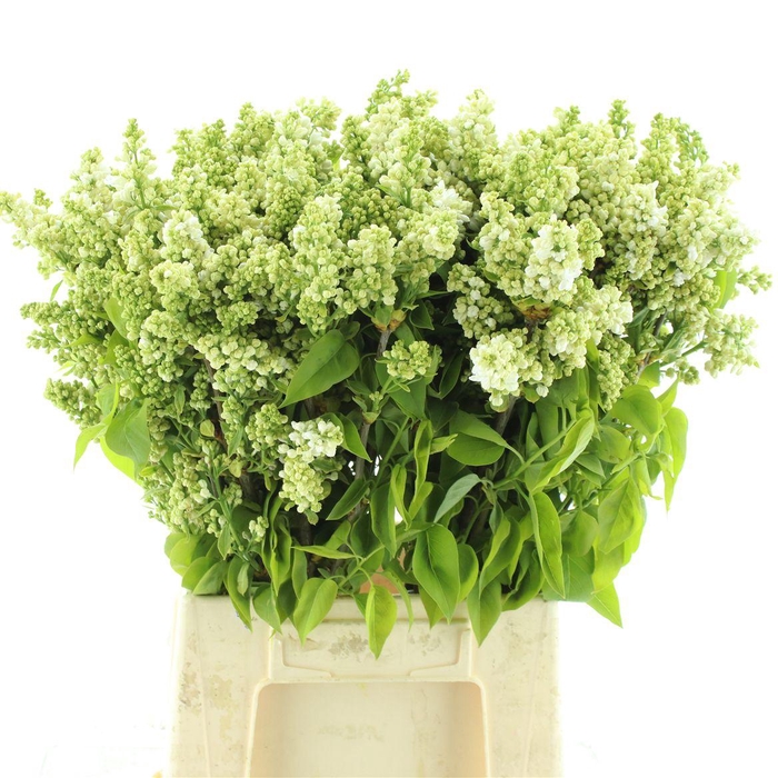 <h4>Syr Vulgaris White Per Bos</h4>