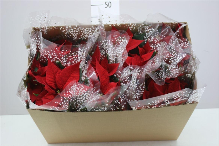 <h4>Euphorbia P Christmas Feelings</h4>