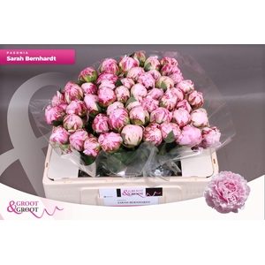 Paeonia Sarah Bernhardt | Heavy Quality