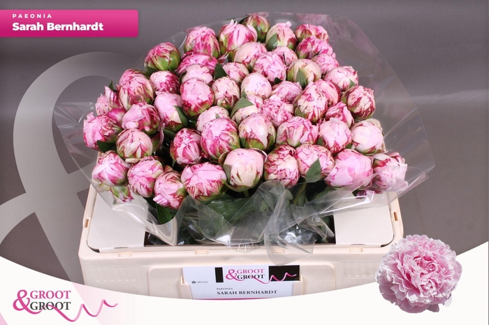 <h4>Paeonia Sarah Bernhardt | Heavy Quality</h4>