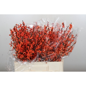 Ilex Winter Gold