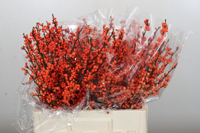 Ilex Winter Gold