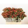 Hyp Ruby Excess