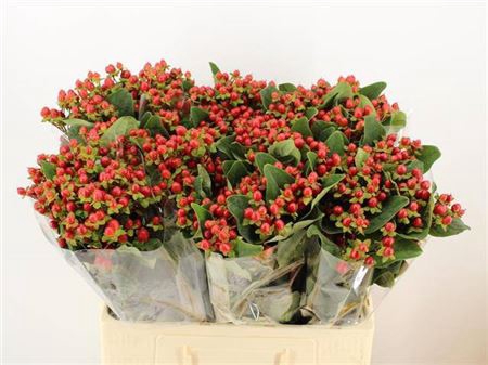 <h4>Hyp Ruby Excess</h4>