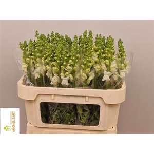 Antir Avignon Wh Imp