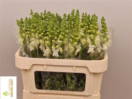 <h4>Antir Avignon Wh Imp</h4>