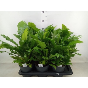 Asplenium nidus 'Campio'