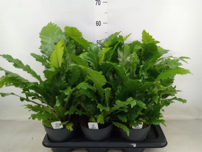<h4>Asplenium nidus 'Campio'</h4>