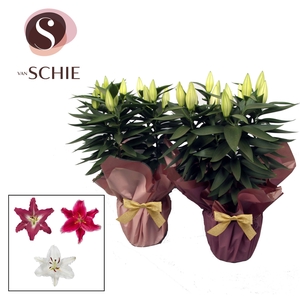 Oriental Mix p19 Rondella BLUSH