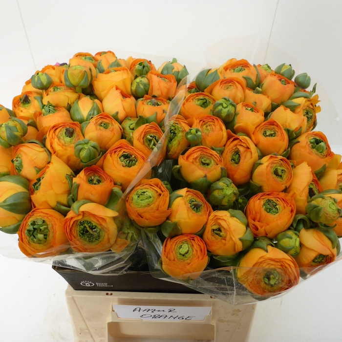 <h4>Ran Azur Orange</h4>