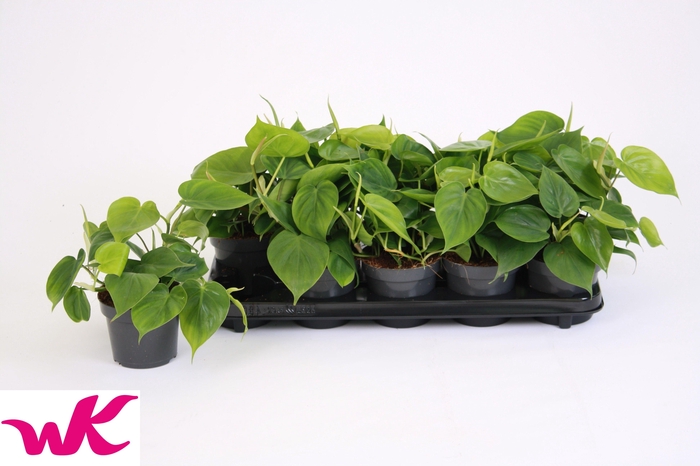 <h4>PHIL SCANDENS</h4>