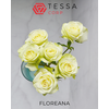 R TR FLOREANA Tessa