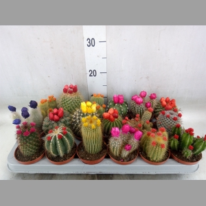 Cactus   ...decorated
