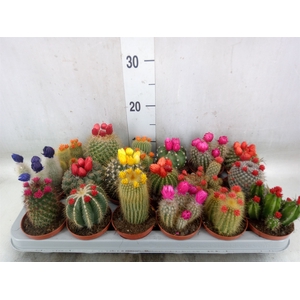 Cactus   ...decorated