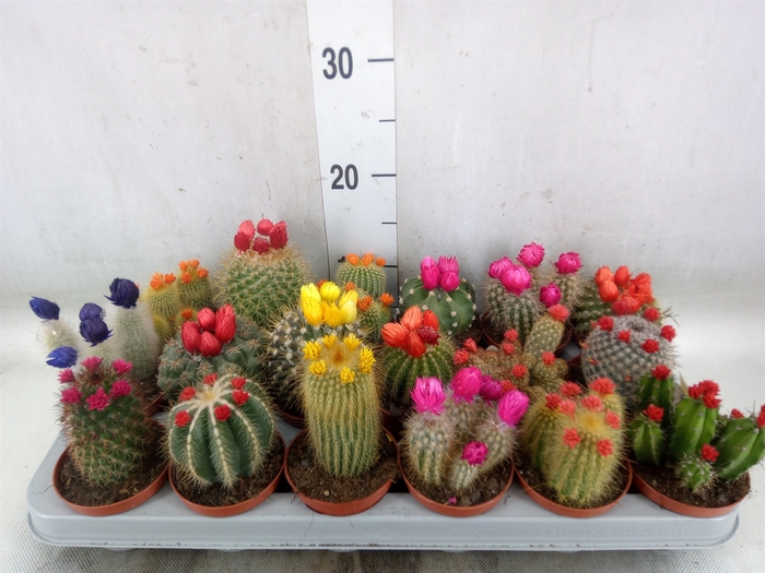 <h4>Cactus   ...decorated</h4>