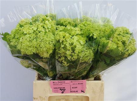 <h4>VIBURNUM ROSEUM BOS</h4>