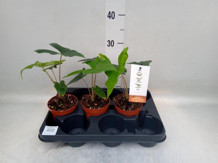 <h4>Alocasia   ...</h4>