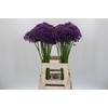 Allium Jackpot