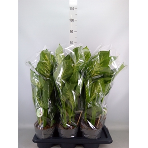 Dieffenbachia seg. 'Reeva'