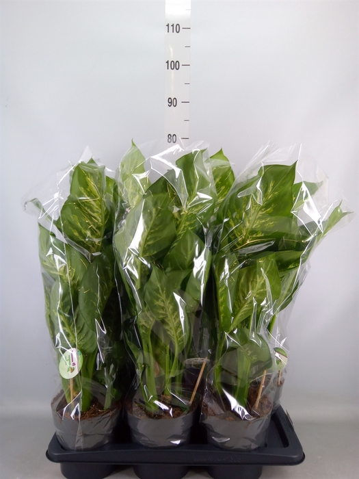 <h4>Dieffenbachia seg. 'Reeva'</h4>