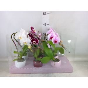 Phalaenopsis   ...