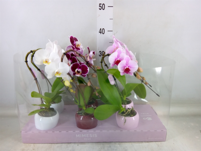 <h4>Phalaenopsis   ...</h4>