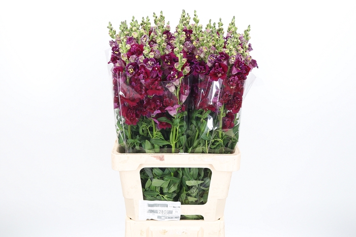 <h4>Antirrhinum Butterfly White Double</h4>