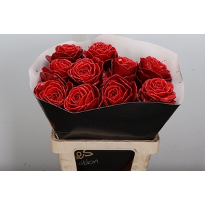Brassica Wx (ex) Rood