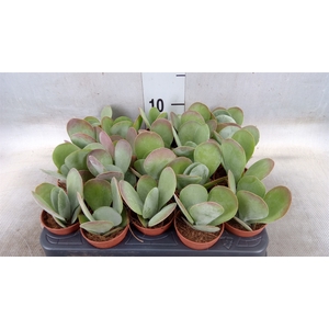 Kalanchoe NF thyrsiflora 'Red Lips'