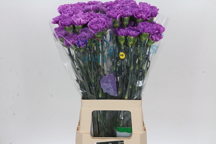 <h4>Dianthus St Florigene Moonlite</h4>