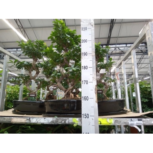 Ficus microcarpa 'Ginseng'