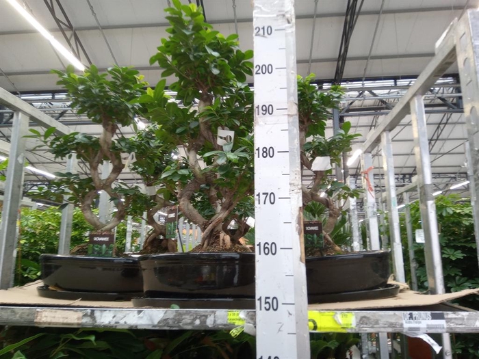 <h4>Ficus microcarpa 'Ginseng'</h4>