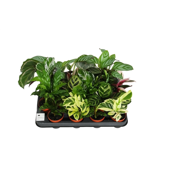 <h4>Calathea 7cm gemengd</h4>
